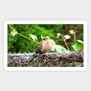 Mourning Dove Sitting On A Fence Sticker